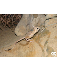 گونه دوپای بلانفورد Blanford’s jerboa